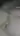 parvbg1