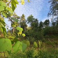 NysgjerrigeParet